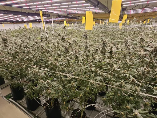 GACP-Certified Medical Cannabis Farm for Sale, Sattahip