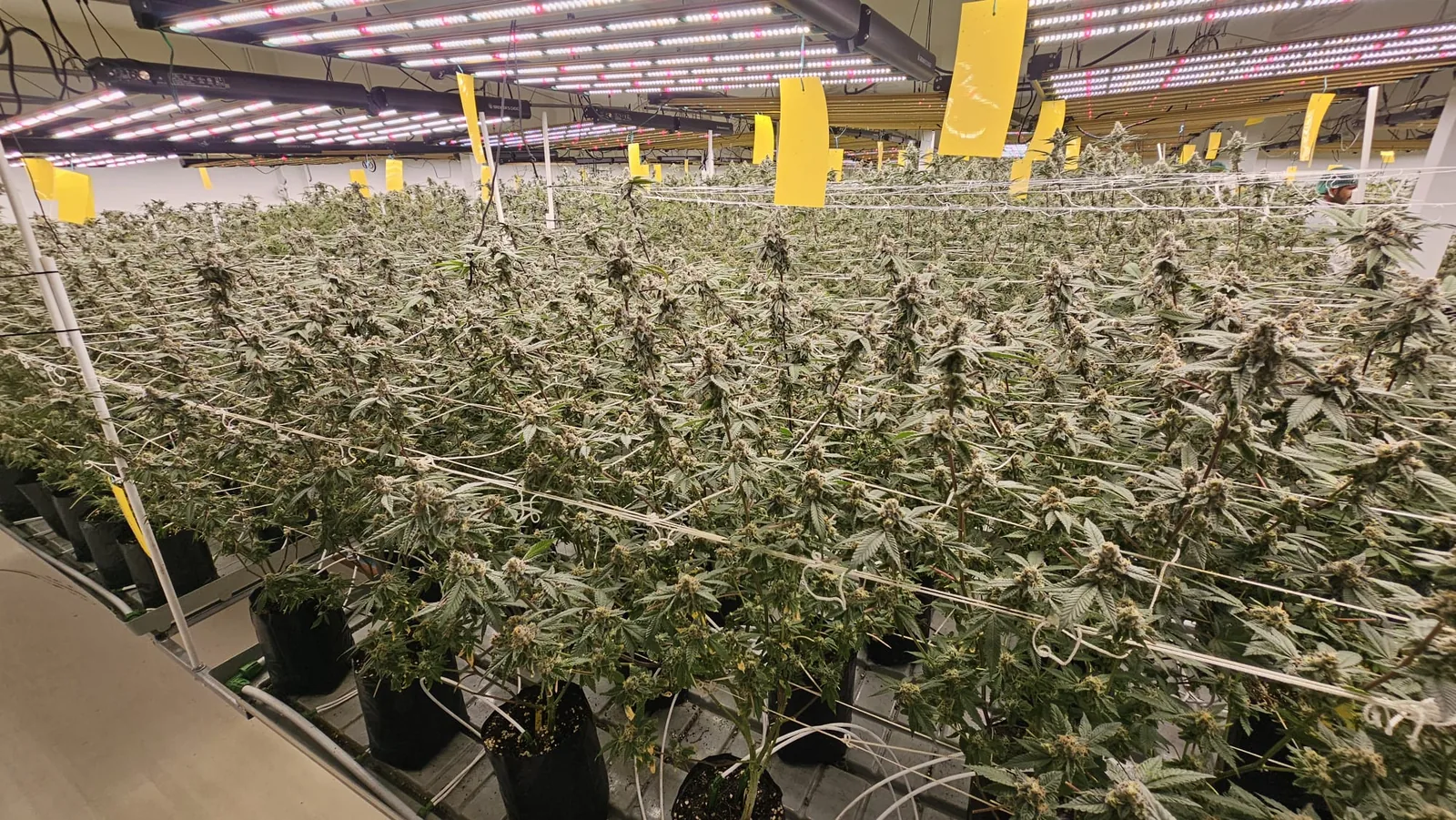 Flowering canopy under LED grow lights