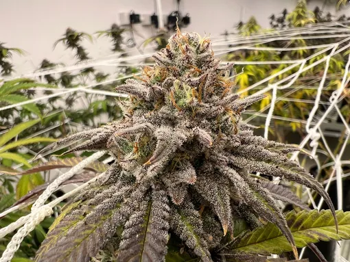 Medical-grade flower close to harvest