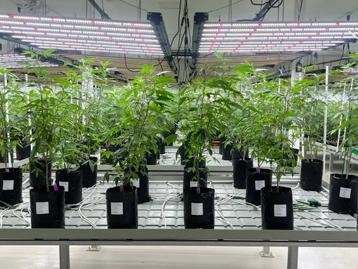 Plants on rolling benches under grow lights