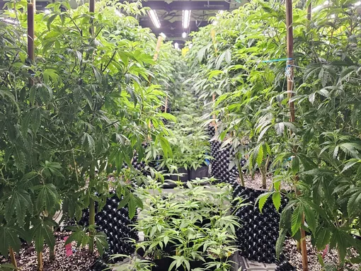 Dense flowering canopy