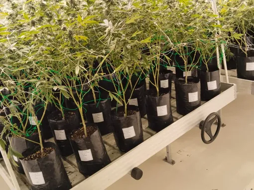 Rows of potted plants