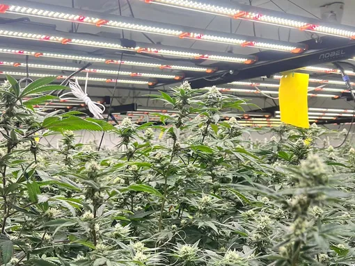 Flowering plants under full-spectrum lights