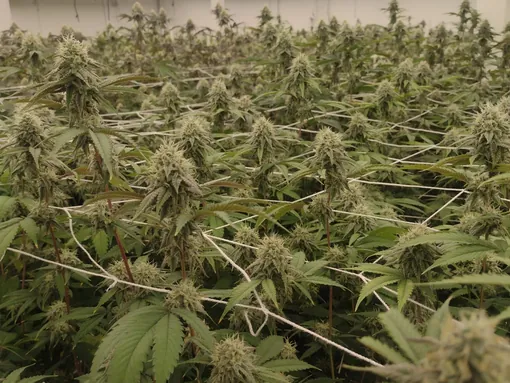 Mature flowering plants