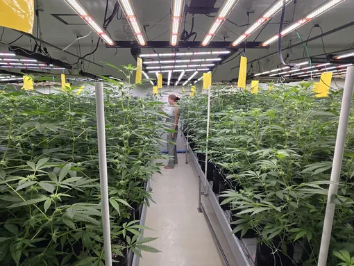 Flowering room aisle