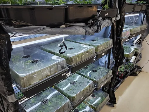 Cloning and propagation racks