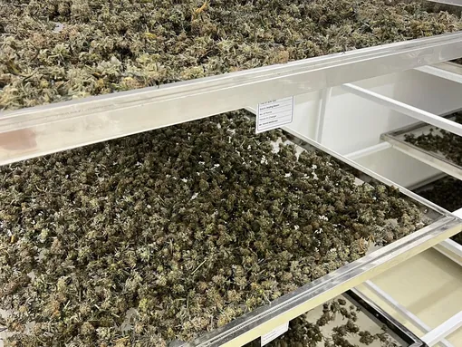 Harvested flower on drying racks