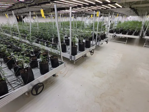 Licensed Medical Cannabis Farm for Sale, Bang Lamung
