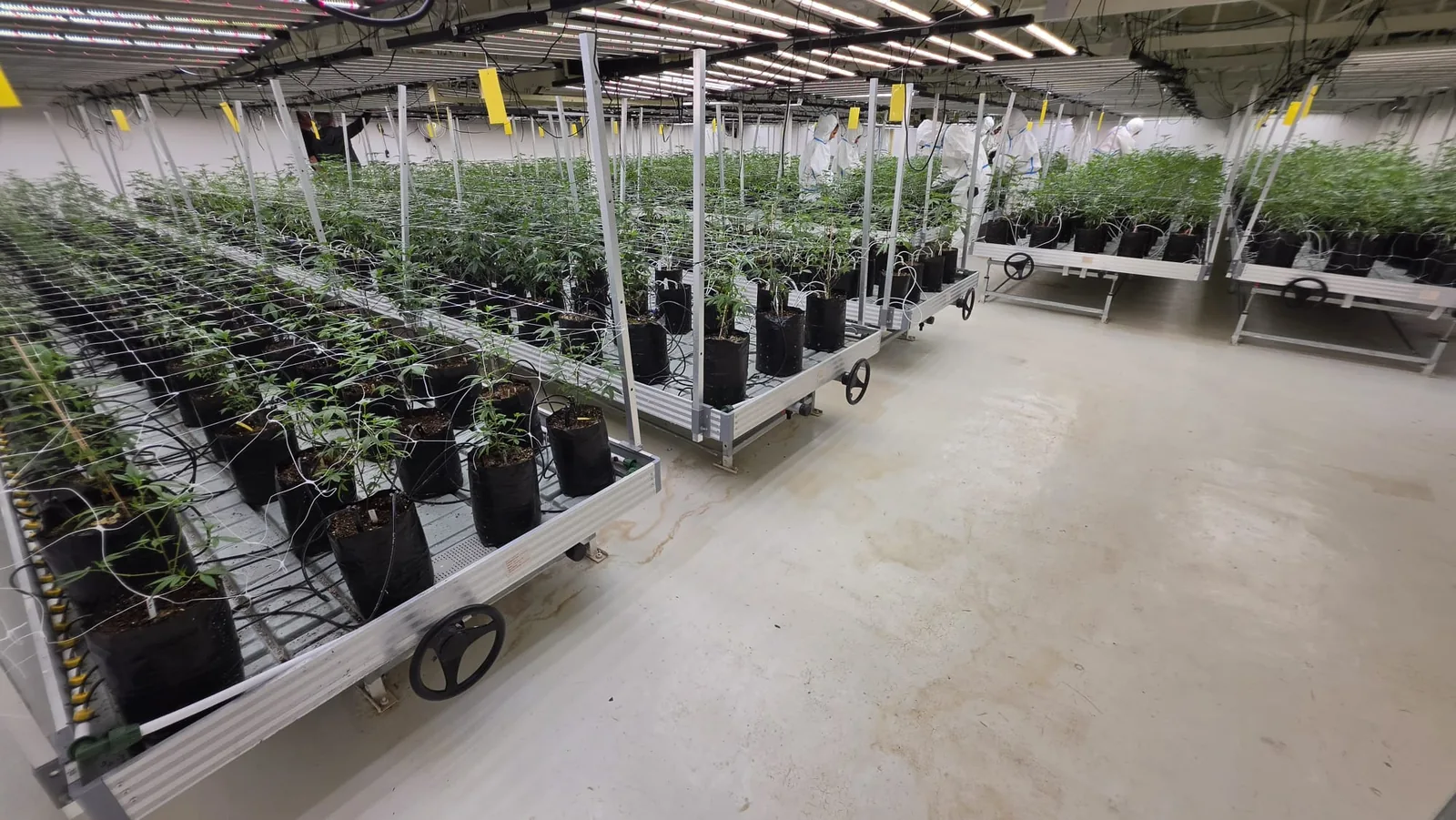 Flowering room with plants on rolling benches