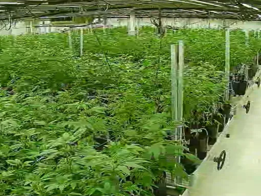 Greenhouse cultivation area