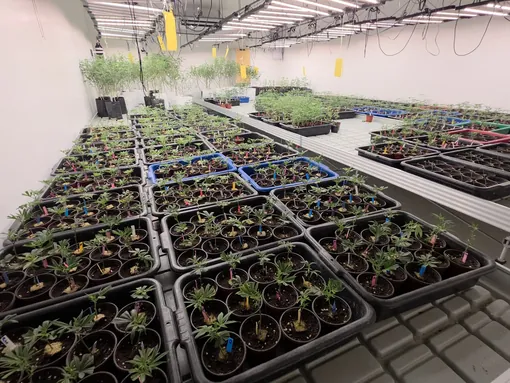 Young plants under grow lights