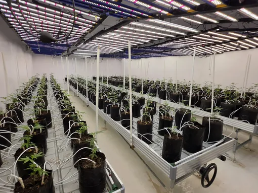 Flowering room with automated irrigation
