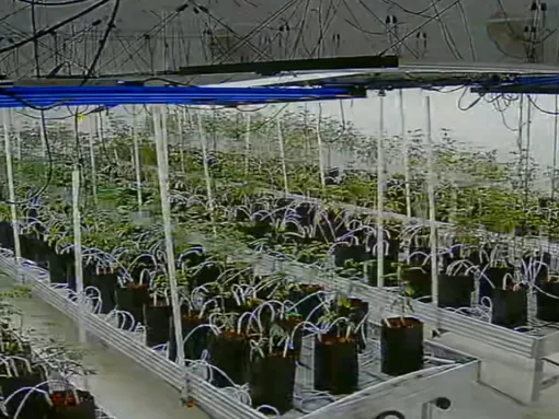 Cultivation room with rows of plants